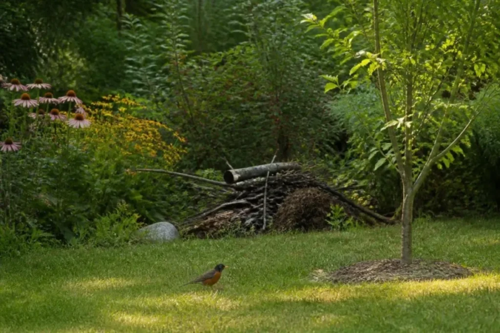 Bird-friendly backyard with shrubs, brush pile and a robin