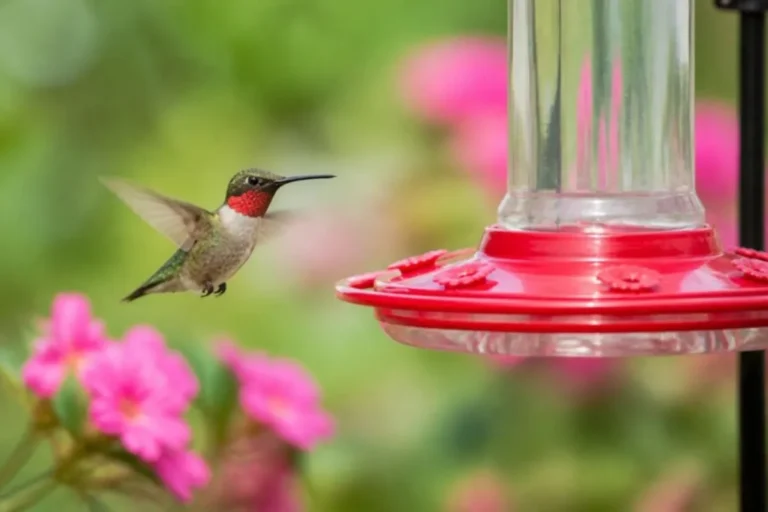 Ruby-throated hummingbird hovering beside a red saucer hummingbird feeder in a summer garden