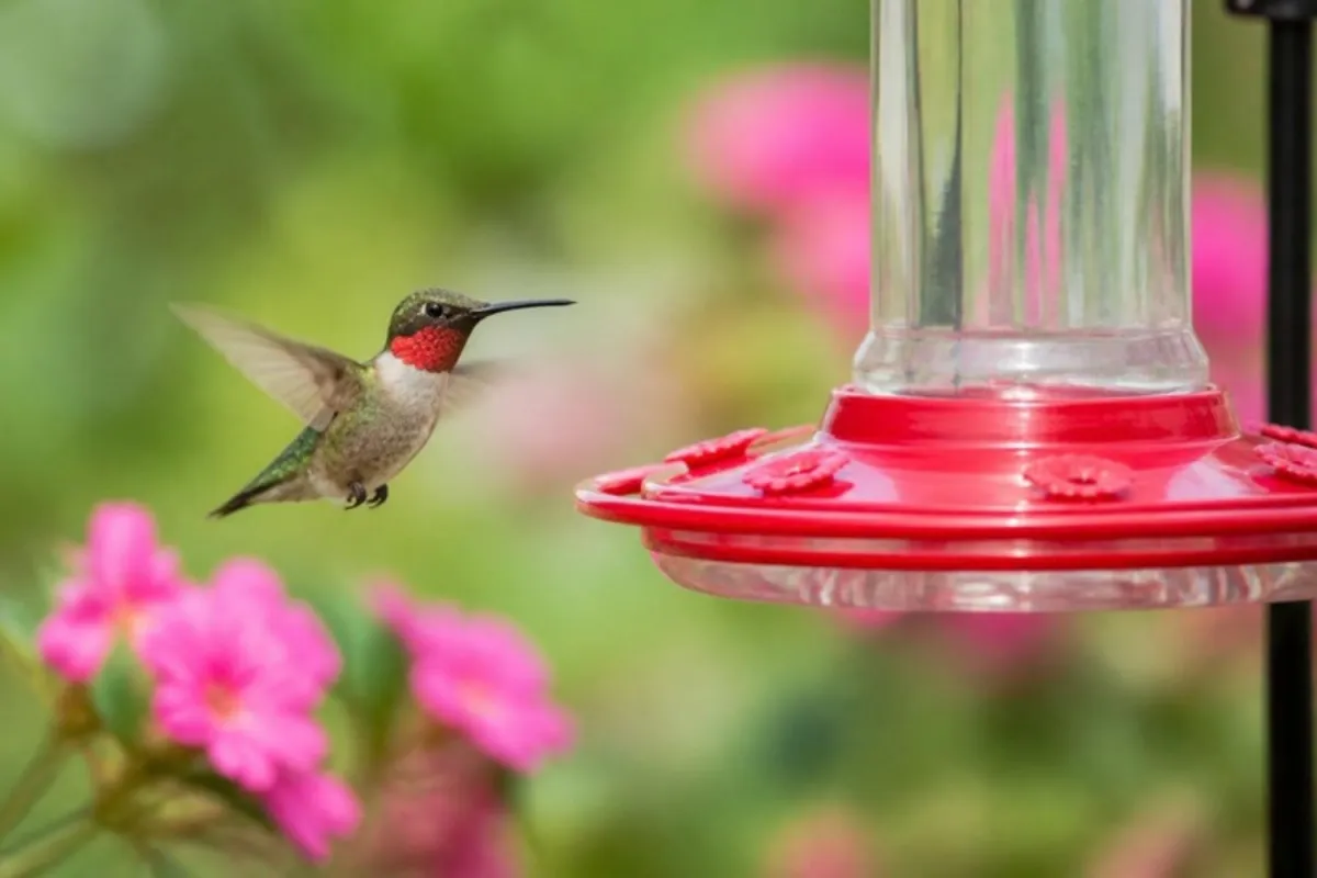 Ruby-throated hummingbird hovering beside a red saucer hummingbird feeder in a summer garden